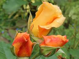 Image result for Autumn Rose 1958 Kelvinator