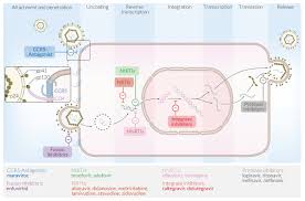 The incubation of the human primary target cells with either of the three molecules therefore resulted. Human Immunodeficiency Virus Amboss