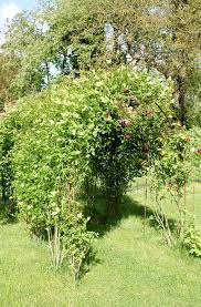 Ou L Auteur Voit Le Bout Du Tunnel Aux Sombres Heros De La Loire En 2020 Jardins Loire Plante Grimpante