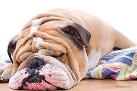 Does the french bulldog have a tail? Skin Fold Pyodermas What Are Those Bulldog Wrinkles Hiding