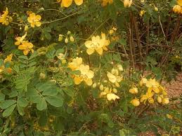 Image result for Senna bicapsularis