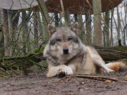 The wolf (canis lupus), also known as the gray wolf or grey wolf, is a large canine native to eurasia and north america. Wolfe In Niedersachsen Rodewalder Wolf Bis Jahresende 2020 Freigegeben Niedersachsen