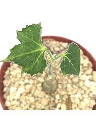 Image result for Kedrostis leloja