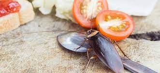 Roaches in kitchen and bathroom. Why Cockroach Populations Explode During The Summer Months