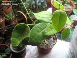 That one i might keep on the floor, right in front of a window, especially with that tall hoop, a window in front of it would show it off more i think. Tropicals Tender Perennials Hoya Lauterbachii 1 By Katrun
