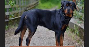 Rotvaydir Rottweiler Kopekleri Eshedu Enla Ilahe Illallah Ve Eshedu Enne Mehdi Hidayetullah