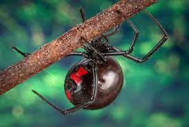 Apis is for a bee bite or spider bite. First Aid For Black Widow Spider Bite