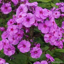 Phlox paniculata 'blue paradise' incredibly fragrant scented blue flowers perennial garden phlox paniculata purple kiss. Purple Paradise Daylily Phlox Eu
