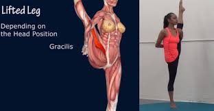 How To Svarga Dvidasana Bird Of Paradise Yoga Pose Muscle Anatomy Easyfl Bird Of Paradise Yoga Yoga Poses Advanced Yoga Poses For Men