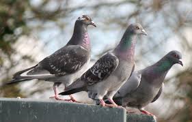 The eastern suburbs of melbourne include boroondara, box hill and glen waverley, manningham and nillumbik, ringwood and surrounds. Expert Bird Control Services In Melbourne Free Quotes