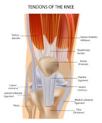 The muscles, tendons, and ligaments that support the ankle joint work together to propel the body. Knee Muscle And Tendon Injuries Chris Bailey Orthopaedics