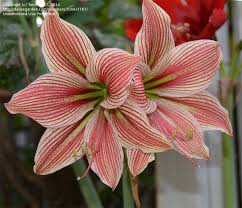 Pin On Dg Bloom Of The Day
