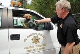 He is a jack russel mix. Law Enforcement Reminds Residents Visitors To Keep Pets Out Of Hot Cars Tahoedailytribune Com
