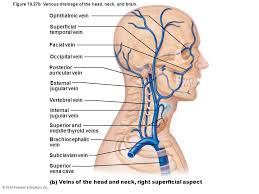 The difference in the structural characteristics of arteries, capillaries and veins is attributable to their respective functions. 34 Label The Veins Of The Head And Neck Labels Design Ideas 2020