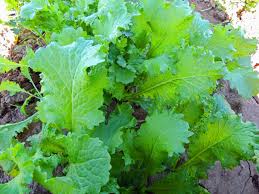 Image result for Brassica juncea