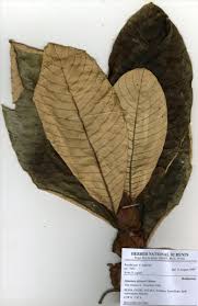 Image result for Stipularia africana