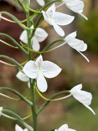 Image result for Habenaria harmsiana