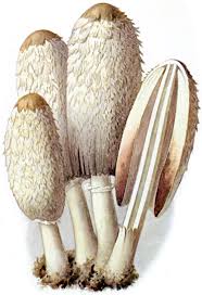 Champignons sind die bekanntesten und wirtschaftlich bedeutungsvollsten speisepilze. Schopf Tintling Wikipedia