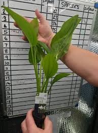 Image result for Nesaea spathulata