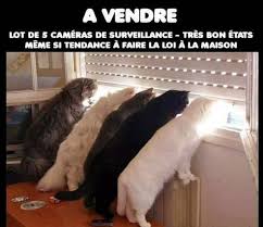 Epingle Par Sarah Capdeboscq Sur Animaux Chat Drole Blague Chat Blague Animaux