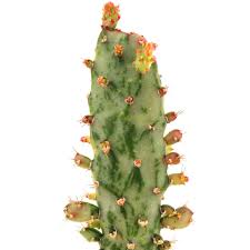Image result for Opuntia monacantha