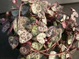 Image result for Ceropegia albipilosa