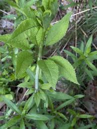 Image result for Hypolytrum pynaertii