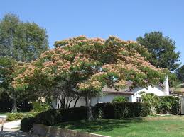 Image result for Albizia petersiana