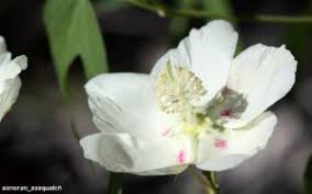 Image result for Gossypium triphyllum