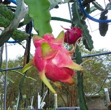 The beastly vines have finally matured and almost every node. Seoul Kitchen White Flesh Dragon Fruit Variety From Spicy Exotics
