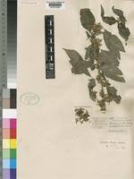 Image result for Dicliptera laxata