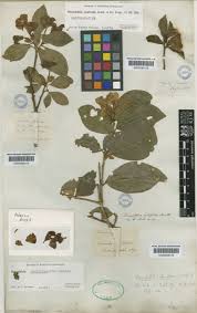 Image result for Brunfelsia australis