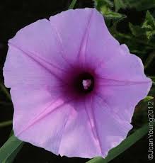 Image result for Ipomoea crassipes