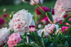 Pianta grassa con fiori rosa. La Regina Dei Fiori La Peonia Il Fiore Dalle Mille Virtu Eticamente Net