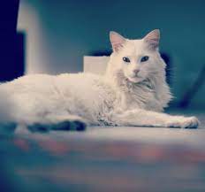 ankara kedisi resimleri angora cat fotograf indir resim kedi ankara