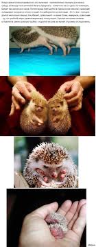 Как спариваются ежи? | Пикабу