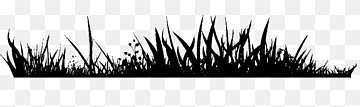 Rumput, rumput, ilustrasi rumput hijau, fotografi, kartun rumput png. Bidang Rumput Rumput Rumput Hitam Tanaman Herba Fotografi Monokrom Png Pngwing
