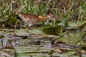 Image result for Micrococca capensis