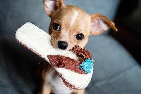 Image result for cute dog