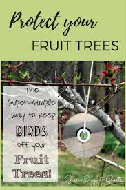 Consider creating visual distractions to scare birds away. How To Keep Birds Off Fruit Trees Fruit Tree Garden Fruit Trees Growing Fruit Trees