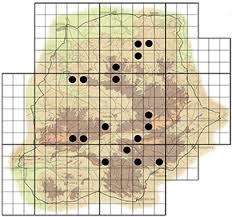 Image result for Afrocanthium mundianum