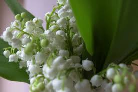 Check spelling or type a new query. Une Application Pour Envoyer Virtuellement Un Brin De Muguet A Vos Proches
