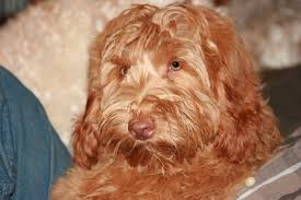 The prices of labradoodles vary greatly amongst breeders. Calypso Breeze Australian Labradoodles Dog Blog