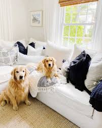 1st shots and worming, vetrenary exam. Lab Puppies For Sale In Vancouver Bc The Y Guide