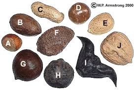 Image result for what kind of nut are you
