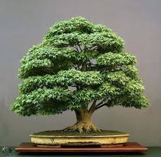 How Ethical Is The Practice Of Bonsai Quora