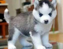 Black And White Pomsky Pin By Allison Luciano On Pomsky Watch Puppies Pomsky Puppies Cute Animals