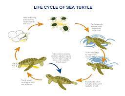 Turtles Life Cycle Jsctt Science