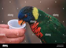 A Color Horizontal Image Of A Rainbow Lorikeet Parrot Eating Nectar From A Small Plastic Cup Held By A Caucasian Hand Stock Photo Alamy