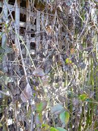 We did not find results for: Pruning Clematis Clematis In Seattle